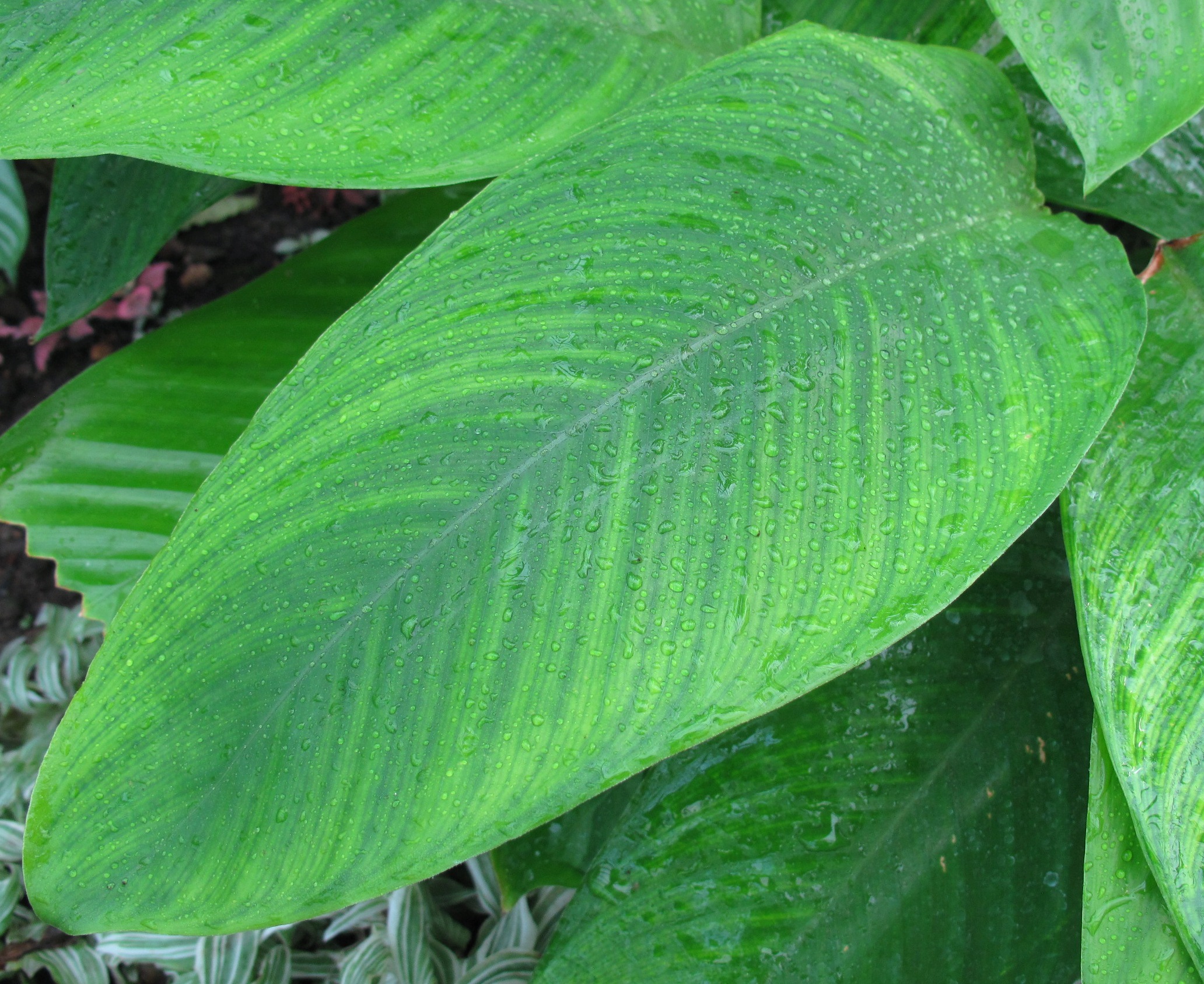 Коллекции растений ЦСБС СО РАН - Ctenanthe compressa (A.Dietr.) Eichler ...
